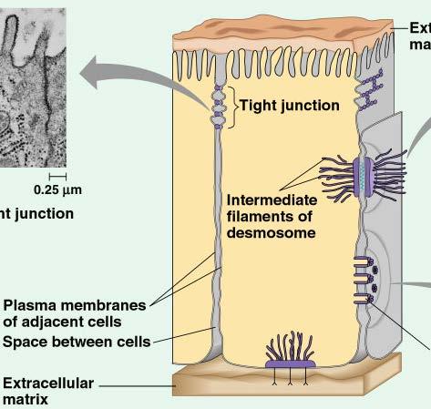 Intercellular junctions Plants- Plasmodesmata Animals-