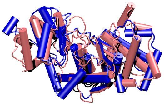 Why Study the Evolution of Protein Structure? In what specific ways has the evolutionary dynamic changed protein shape over time?