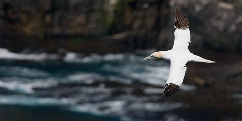 Northern gannets, Kittiwake gulls, Common murres, Razorbills and others choose the Cape as their home, from approximately May to August.