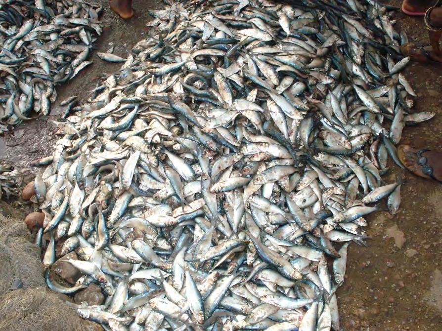 Need to rebuild declining fish stocks and improve