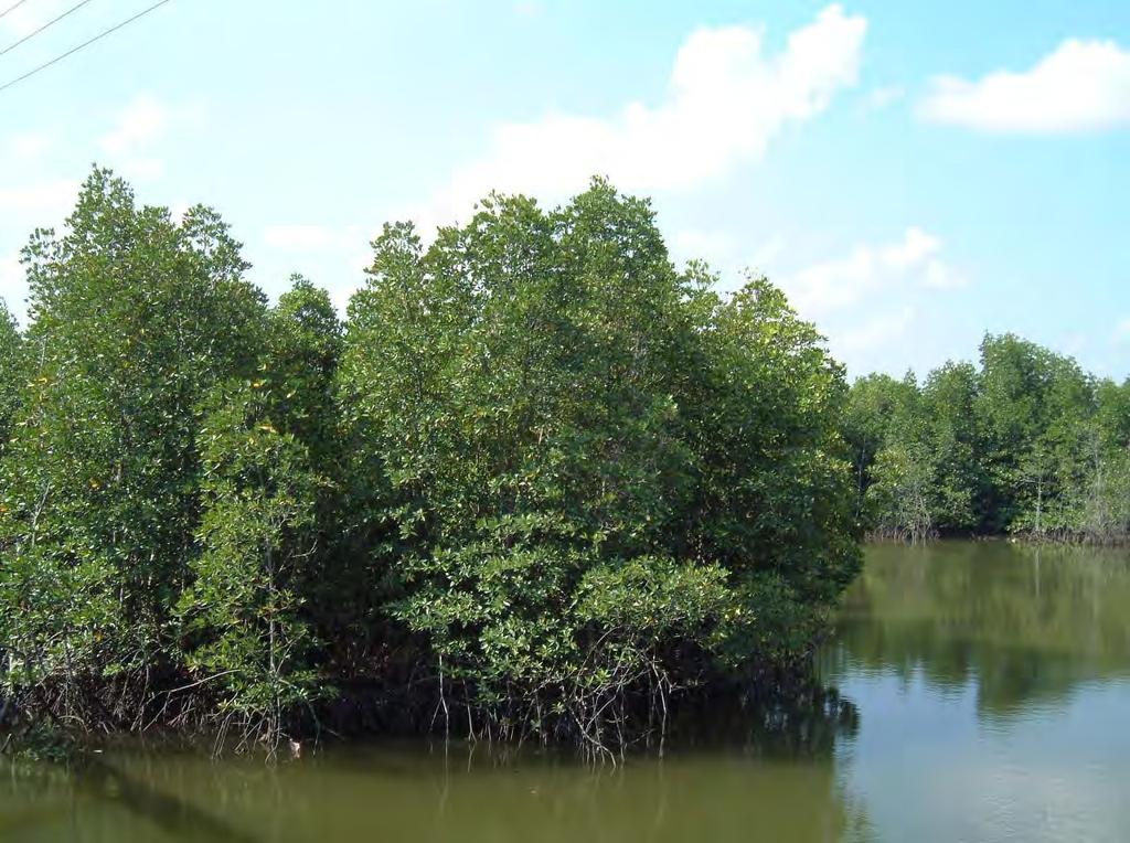 MANGROVES Main threats: Land clearing Uncontrolled cutting