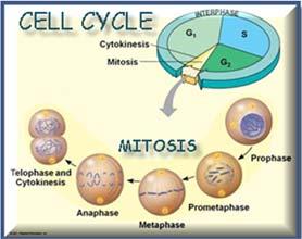 cell division CELL STRUCTURE The structure of a cell organelle is suited to the function carried out by that organelle.