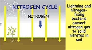 LS.6 CYCLES AND SYSTEMS a. the carbon, water, and nitrogen cycles; b. interactions resulting in a flow of energy and matter throughout the system; c.