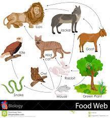 Answer the following questions using the example of the Food Web: Who does the wild cat get energy from?
