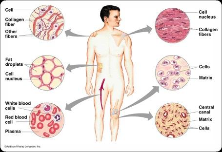 Connective tissue provides support (and often a blood supply) for other tissues.