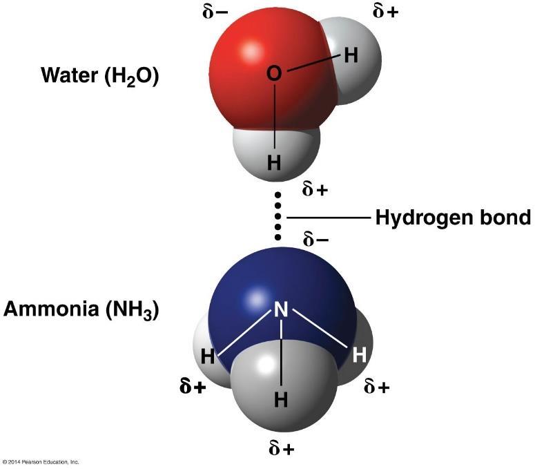 Weak Interactions: Van der Waals Forces and Hydrogen Bonds 2.