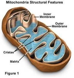 Three Phases Of Aerobic Cellular Respiration Aerobic Cellular Respiration happens in Mitochondria. Three main reactions are involved: 1.