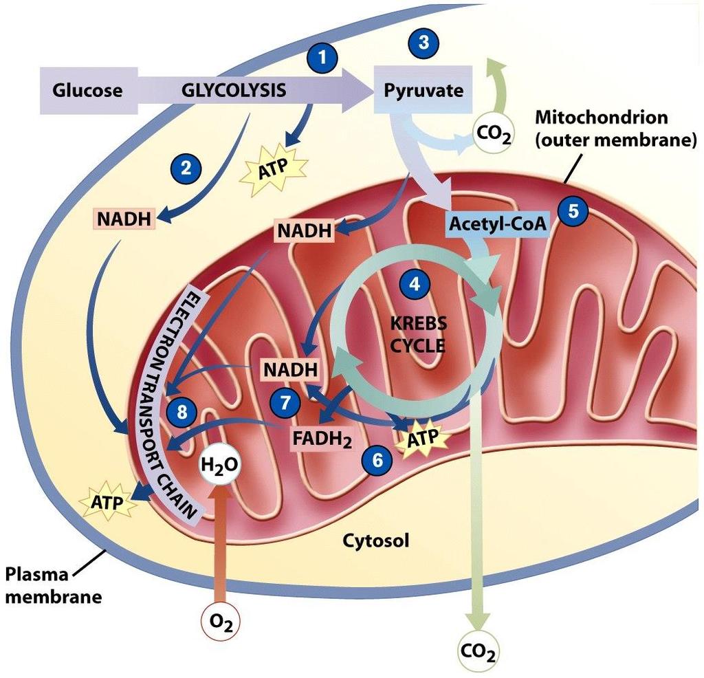 Cellular Respiration - Aerobic respiration requires oxygen in order to generate