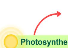 Activity C: The carbonoxygen cycle Get the Gizmo ready: Click Reset. Select the CYCLE tab. Question: How is photosynthesis related to cellular respiration? 1.
