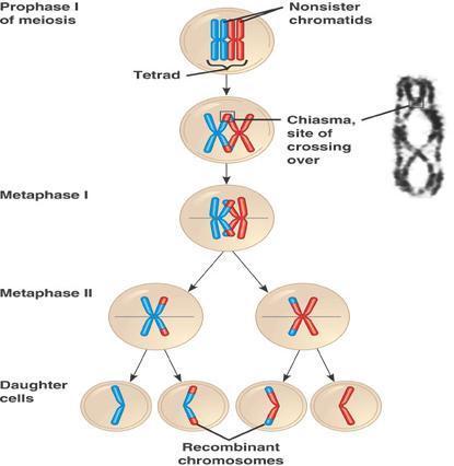 Name of Phase Description 1. Homologous chromosomes pair up and form tetrad 2. Spindle fibers move homologous chromosomes to opposite sides 3.