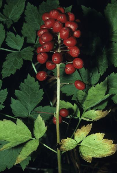 Ranunculaceae