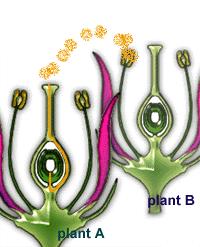 Hermaphroditic Flowers Self-compatible (SC) Capable of self-fertilization or cross-fertilization
