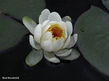 Nymphaeaceae (Water lily family)
