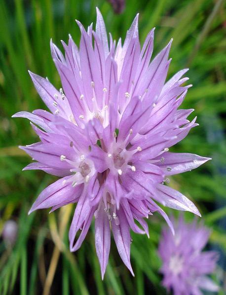 Page 5 Onion (family) Allium spp. Allium schoenoprasum - Chives Wide variety of edible and ornamental onions. Perennial. In bloom from May to July, most are highly attractive to pollinators.