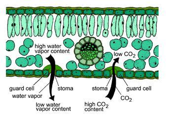 Role of Stomata