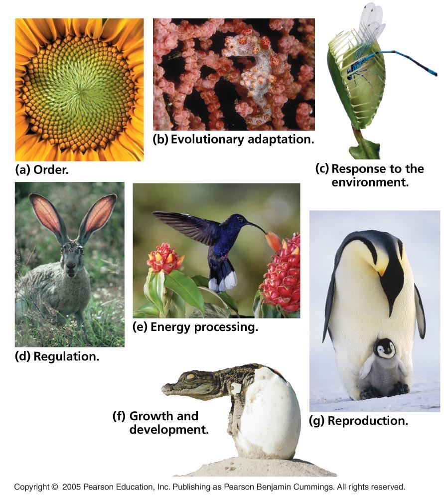 Properties of Living Things (figure 1.3) All living things must meet seven criteria to be considered a living thing, what are they? 1. Order-Structural organization to perform specific functions. 2.