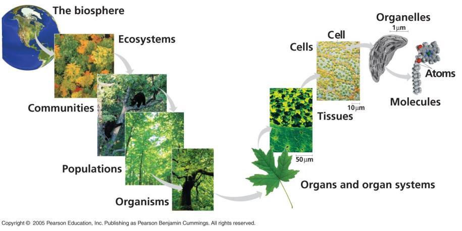 Life at different scales (figure 1.4) What are the different scales in which we study biology? 1. Biosphere: all environments on Earth 2.