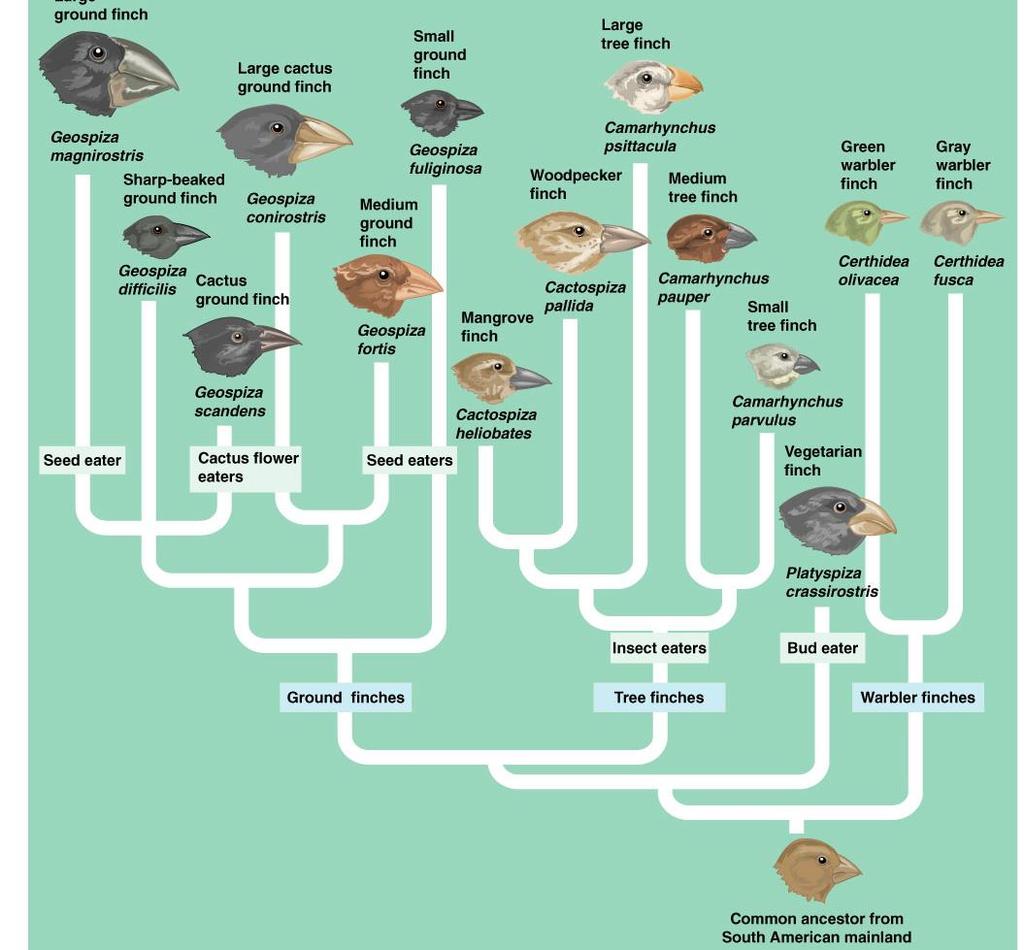 How do we illustrate the evolutionary relationship between species? (figure 1.