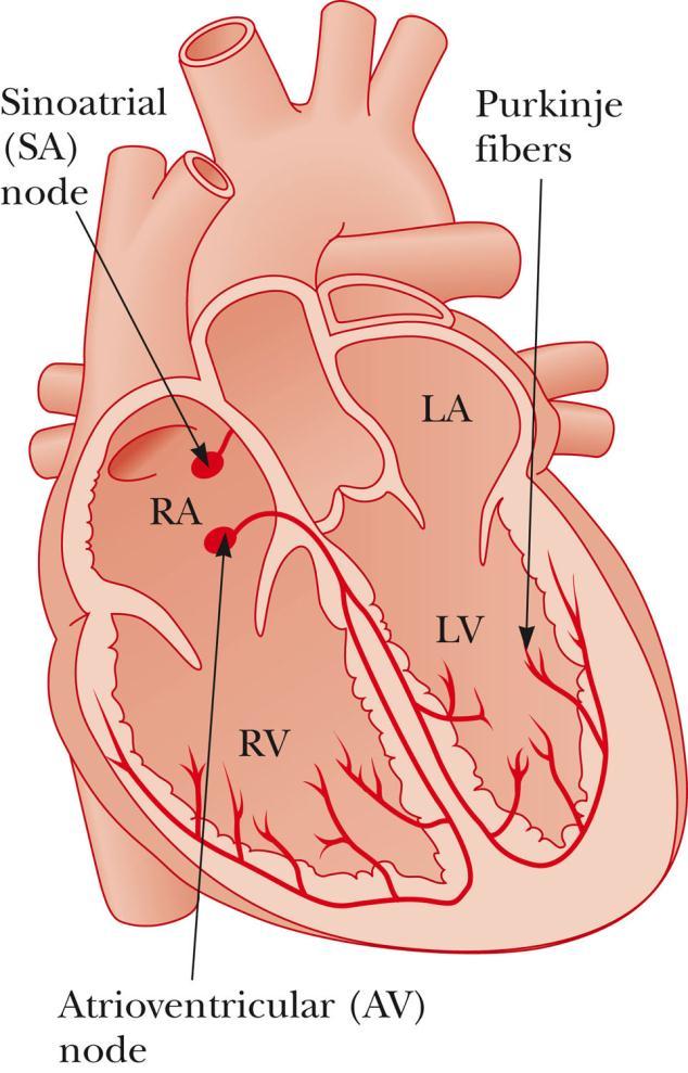 Operation of the Heart The sinoatrial (SA) node initiates the heartbeat. The electrical impulses cause the right and left artial muscles to contract.