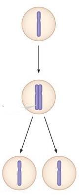 9. Study Figure 12.5. Label the figure, and summarize what occurs at the DNA level in each stage. 10. What is mitosis? How is it different from cytokinesis? 11. What occurs in meiosis?