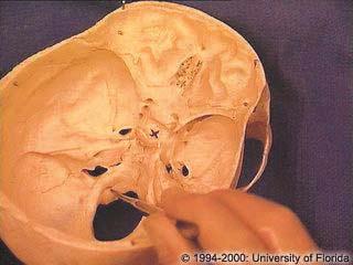 The control of the tongue is through the hypoglossal canal (hole) in the skull. In humans it is twice as large as chimps.