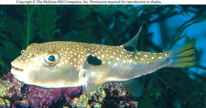 of flashlight fish bioweb.uwlax.