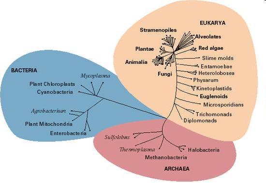 Kingdom Protista (the Protists) Kingdom Protista is the trouble-maker of the classification system Can be