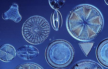 Diatoms The glass frustule allows light to pass through so that photosynthetic pigments can