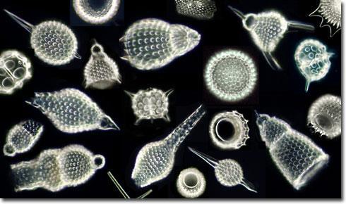 Radiolarians Radiolarians are planktonic marine protists that secrete