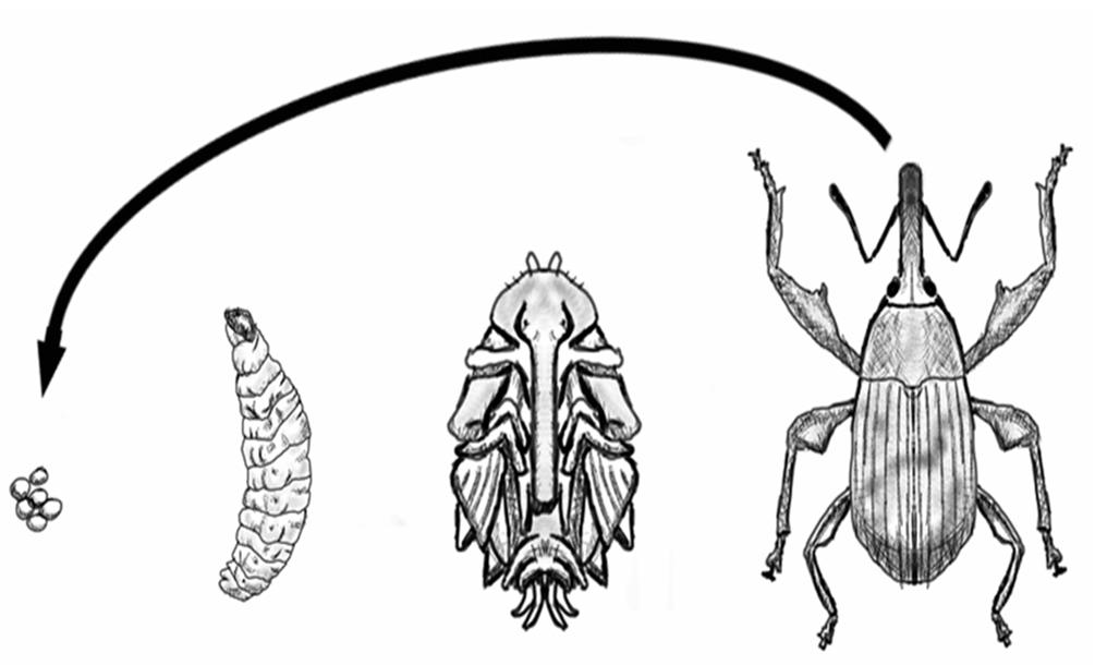 Praying Mantis Life Cycle Lovebug Life Cycle