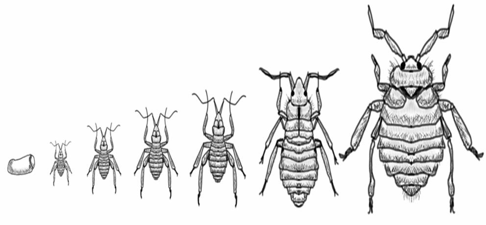 Mosquito Life Cycle Head Lice Life Cycle