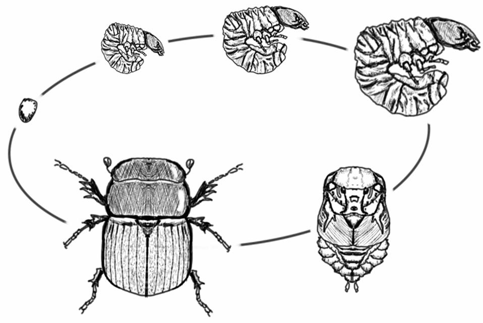 Bedbug Life Cycle Cricket Life Cycle Fall Cankerworm Moth Life Cycle