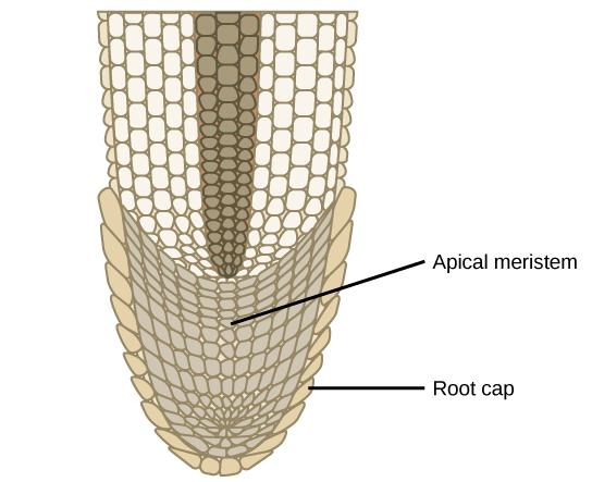 Addition of new cells in a root occurs at the apical meristem. Subsequent enlargement of these cells causes the organ to grow and elongate.