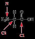 Which set of hybridization states of C1, C2, and N of the following molecule is correct? a. C1 = sp 2, C2 = sp 3, N = sp 3 b. C1 = sp 2, C2 = sp 2, N = sp 3 c.