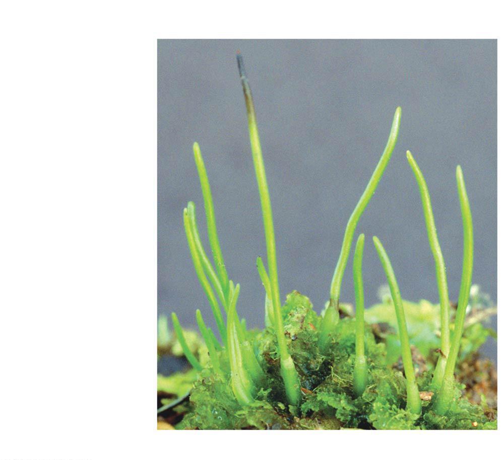 Phylum Anthocerophyta Hornworts Sporophyte