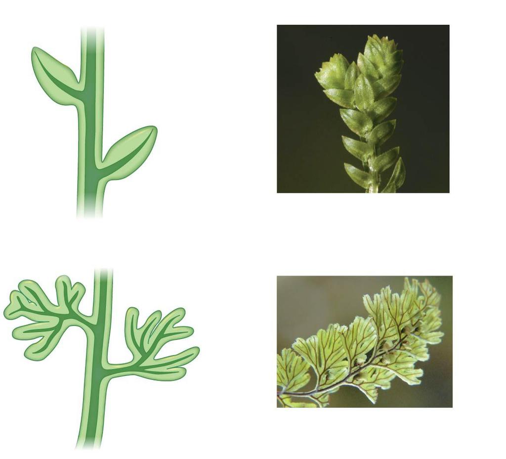 Microphyll leaves The Evolution of Microphylls Leaves & Roots Megaphyll leaves Unbranched vascular tissue Megaphylls Selaginella kraussiana (Krauss s spike moss) Leaves are organs in vascular plants