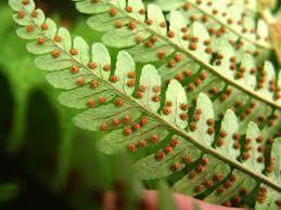 Sporophylls & Spore Generation Sporophylls are