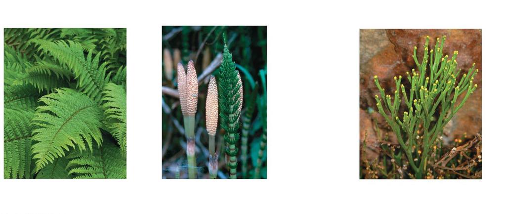 25 cm 3 cm 4 cm Phylum Monilophyta Ferns & Horsetails Strobilus on fertile stem Vegetative stem
