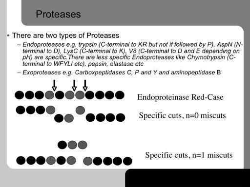 Fingerprints are generated by using specific proteases. These are ones that cut after known amino-acids and hence one can predict theoretically which peptides will be formed.