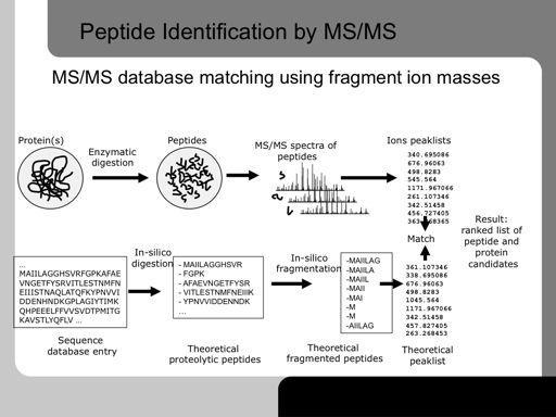 The experimental data is generated by the automatic accumulation of MS/MS spectra of tryptic peptides from the multi-dimensional peptide separation.