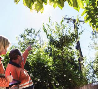 Even when the electricity supply is interrupted, only Evoenergy accredited tree surgeons are authorised to work within the minimum clearance distance to aerial powerlines.