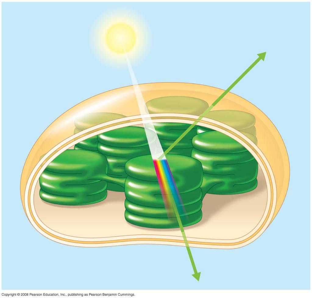 Why leaves are green: interaction of light with chloroplasts