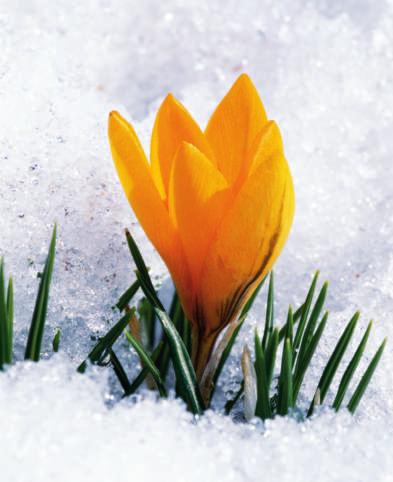 You can find plants in warm and cold climates.