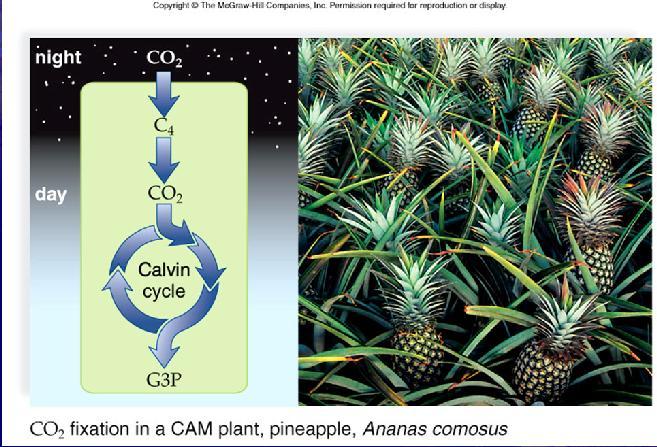 CO2 Fixation in a CAM