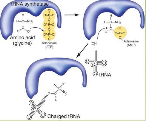 This smart enzyme will grab specific amino acid with it's trna and put it in close proximity and proper orientation by define the anticodon of this trna, but at first it will activate the amino acid