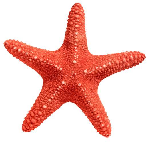 18. Using the dotted line m as the line of symmetry, which figure represents the other half of the shape? 19. What is the order and angle of rotation symmetry of this starfish?