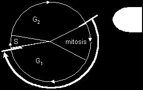 Interphase was considered a "resting state" until DNA replication was detected in the 1950s. 2. Cell cycle involved 4-stage sequence of events. 3. (M=mitosis) is the entire cell division state 4.