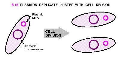 C. Binary Fission 1.. of prokaryotic cells produces two genetically identical daughter cells by division (fission). 2.