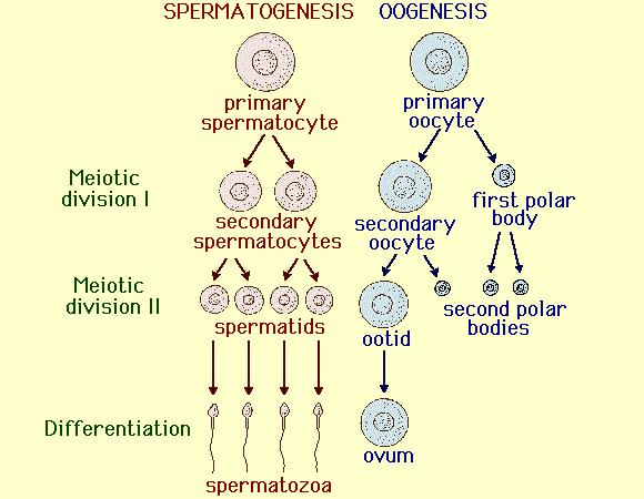 VIII. Viewing the Human Life Cycle A. Life Cycle has Both Meiosis and Mitosis 1.. refers to all reproductive events between one generation and next. 2.