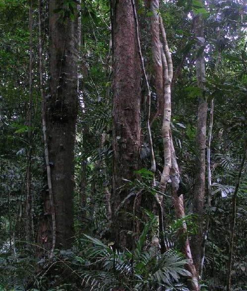 Biogeology Rainforest But in a place with large amounts of rain, like a rainforest, you